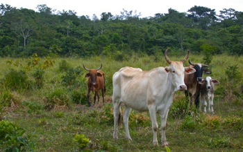Cattle on pasture and a forest in the background in Chiapas, Mexico.